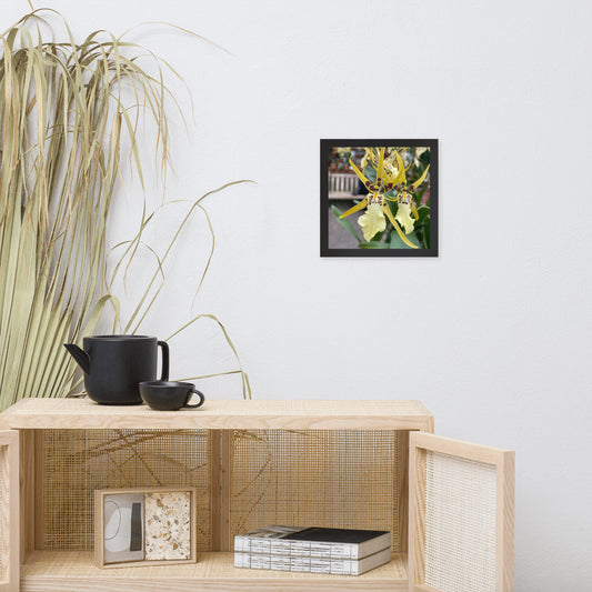Orchid, Banana
