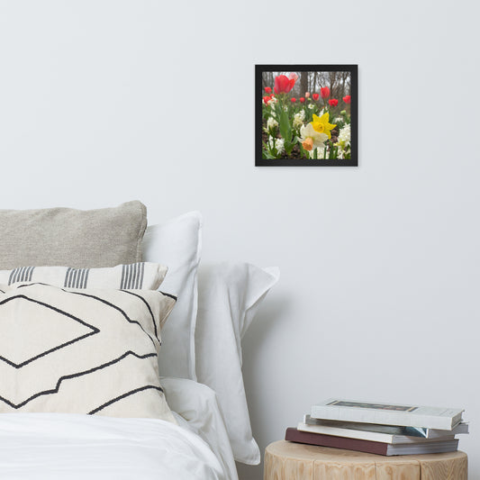 Flowers, Tulip