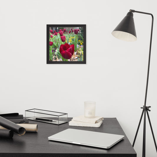 Red Tulip